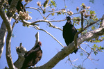 Multiple, Black Vulture and Turkey Vulture, In Tree by Audubon Florida