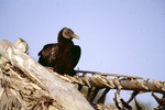 Black Vulture, Perching, D