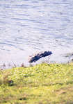 American Crocodile, Near Shoreline, C
