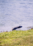 American Crocodile, Near Shoreline, E