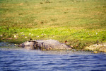 American Crocodile, Near Shoreline, I