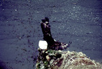 Bald Eagle, On Rocks, C