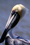 Brown Pelican, Close-up by Audubon Florida
