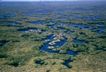 East River Rookery From Air Everglades National Park Florida April 7 1960
