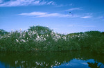 East River Rookery Everglades National Park April 7 1960