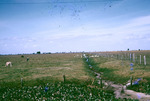 Birds Feeding In Ditches Hendry County Florida Oct 1957