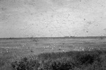 Egrets In Lake Marsh Okee Dike Glades County Florida March 1955