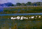 Feeding White Ibis Fisheating Creek Glades County Florida Dec 1959