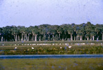 Feeding Birds Fish Eating Creek Glades County Florida Dec 1959