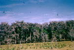 Cypress Along Fisheating Creek Glades County Florida Jan 1955