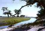 Fisheating Creek At Fort Center Glades County Florida April 1955