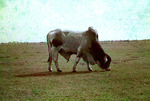 Clewiston Florida Brama Bull 1957