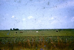 Multiple, Cows and Birds in a Pasture, Hendry County, Florida by Audubon Florida