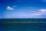 Birds Leaving Bank Florida Bay Feb 1955