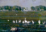 Feeding Birds Fisheating Creek Glades County Florida Dec 1959