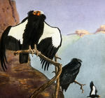 California Condor Illustration