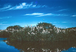 East River Rookery Everglades National Park Florida April 7 1960
