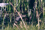 Ibis at Eco Pond 26 Jan 1992