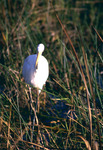 Great Egret, In Marsh, D by Audubon Florida