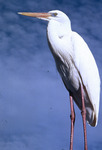 Great White Heron, Close-up by Audubon Florida