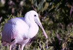 Immature Roseate Spoonbill at Cowpens Key Florida 1 26 75
