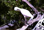 Immature Roseate Spoonbill at Cowpens Key Florida 1 26 75