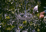 Heron Nest Old Tent Creek Inagua Bahamas 7 31 59