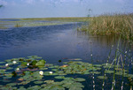 Marsh Lake Okeechobee Waterlilies