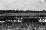 Group Of Heron Egrets Fisheating Creek Glades County Florida March 1955