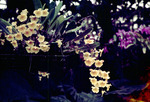 Orchid Caribbean Gardens Collier County Florida