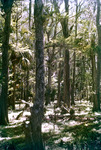 Interior Of Cypress Head Glades County Florida March 1955