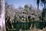Paradise Point Fisheating Creek Glades County Florida Jan 1955