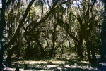Oaks And Moss Glades County Florida Jan 1955