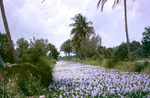 Hyacinths in Clewiston Florida April 1966