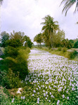 Hyacinths in Clewiston Florida April 1955