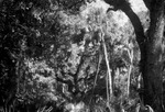 Hammock Growth Along Fisheating Creek Glades County Florida March 1955