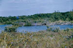 Mangrove Sloven Plantation Key Florida