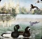 Greater Scaup Illustration