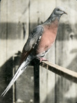 A passenger pigeon in captivity