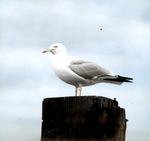 Herring Gull On Post