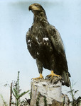 Bald Eagle, Juvenile