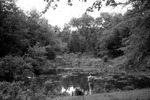 Pond A Audubon Wildfower Sanctuary Conneticut June 1955