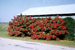 Poinsettia Near Clewston Florida Jan 1956