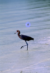 Reddish Egret at Caloosa Beach