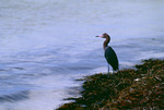 Reddish Egret at Caloosa Beach