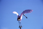 Roseate Spoonbill, At Top of Tree, C by Audubon Florida