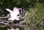 Roseate Spoonbill Feeding Young Cowpens Florida 1 26 75