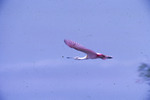 Roseate Spoonbill Flight