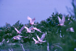 Roseate Spoonbill Flock in Flight at Vingtun Islands Chambers County Texas