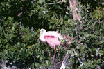 Roseate Spoonbill, In Tree, B by Audubon Florida